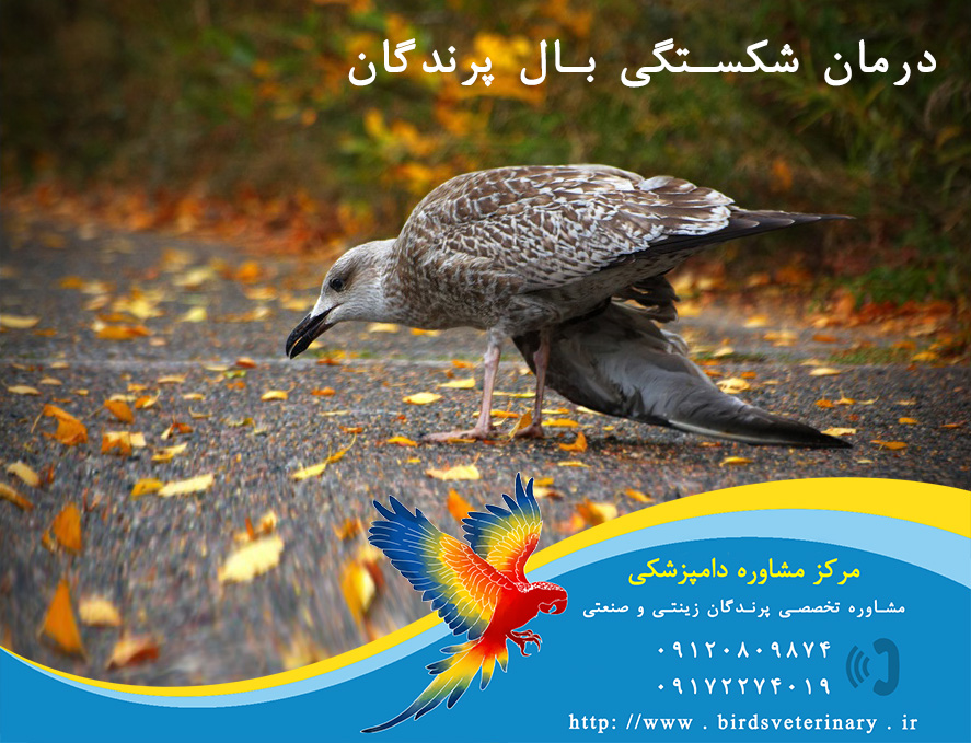 درمان شکستگی بال پرنده شیراز یزد تهران